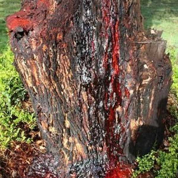 দাঁত মাজার পেস্ট, লিপস্টিকের মতো প্রসাধনী তৈরিতেও ব্যবহৃত হয় ড্রাগন ব্লাড গাছের রেসিন। আঠারো শতকে ইটালির বেহালাবাদকেরা তাঁদের বাদ্যযন্ত্রকে বার্নিশ করার কাজে ড্রাগন ব্লাড গাছের রেসিন ব্যবহার করতেন। এখনও কিছু ক্ষেত্রে বেহালা বার্নিশ করার জন্য ব্যবহৃত হয় এই রেসিন।