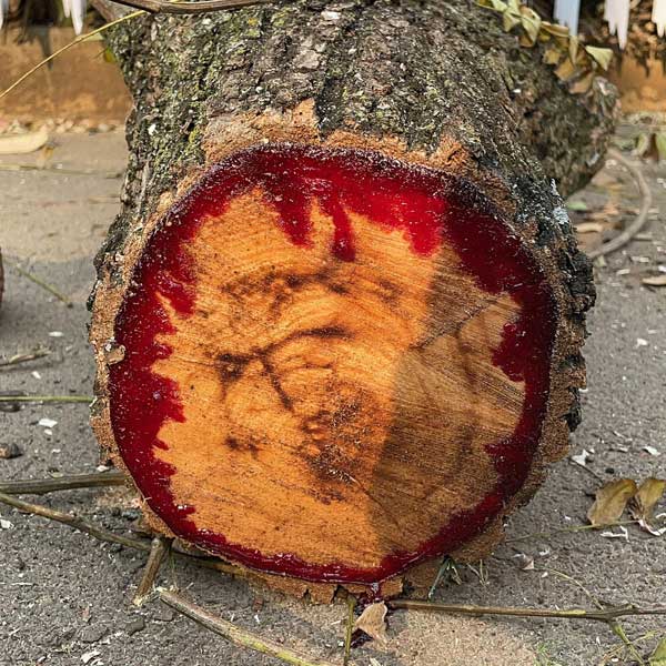 ড্রাগন ব্লাড গাছের রেসিন ছাড়াও এই গাছের পাতা দড়ি তৈরির কাজে ব্যবহার করা হয়। তা ছাড়া কৃত্রিম ভাবে মৌচাক তৈরিতেও ব্যবহার করা হয় এই গাছ।