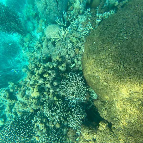 মোদী তাঁর এক্স (সাবেক টুইটার) হ্যান্ডলে এই সমস্ত ছবি শেয়ার করে লিখেছেন, লক্ষদ্বীপ তাঁকে প্রশান্তি দিয়েছে। 