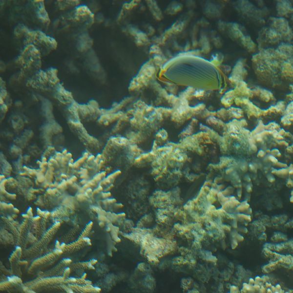 সমুদ্রের নীচে স্নর্কেলিং করার সময় কী দেখেছেন তিনি, তারও ছবি সমাজমাধ্যমে শেয়ার করেছেন মোদী। 