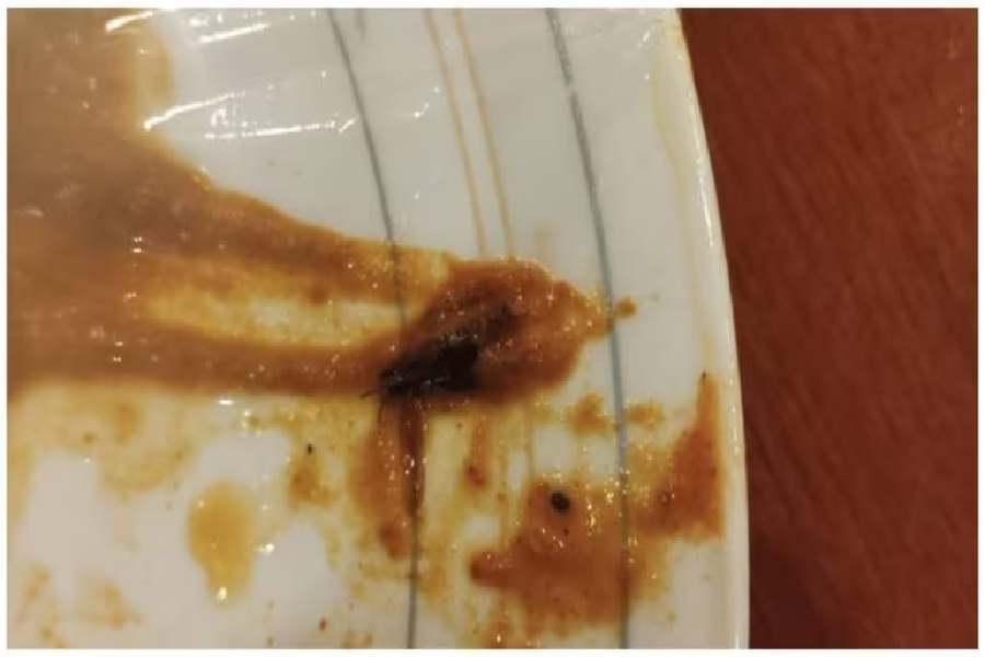 Cockroach in Bengaluru hotel meal, woman says harassed by staff for filming it.