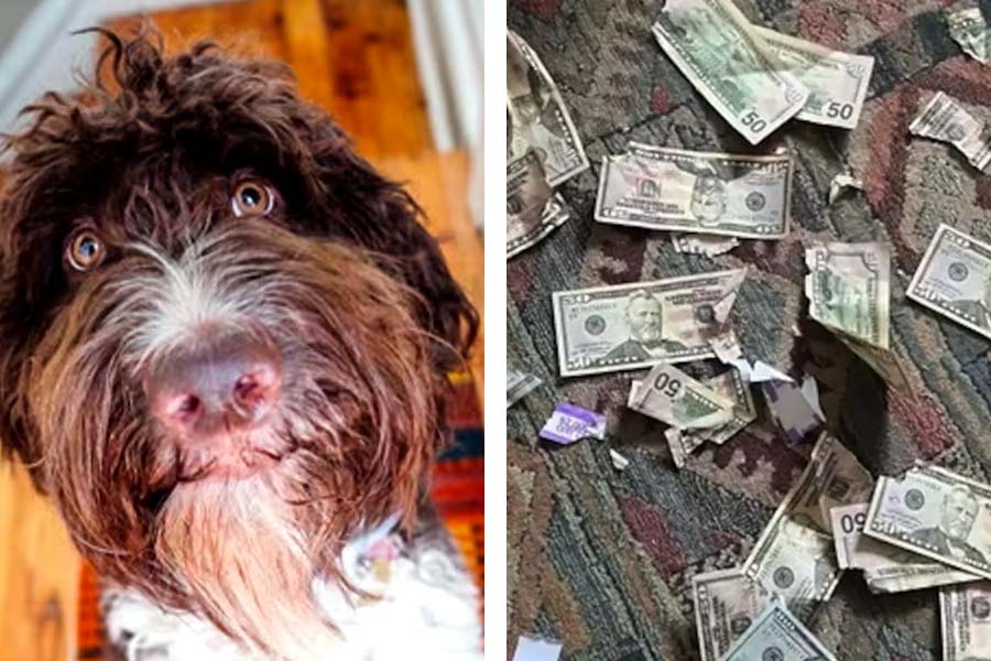 Dog Chews Up 3.32 Lakh Of Owners Cash.