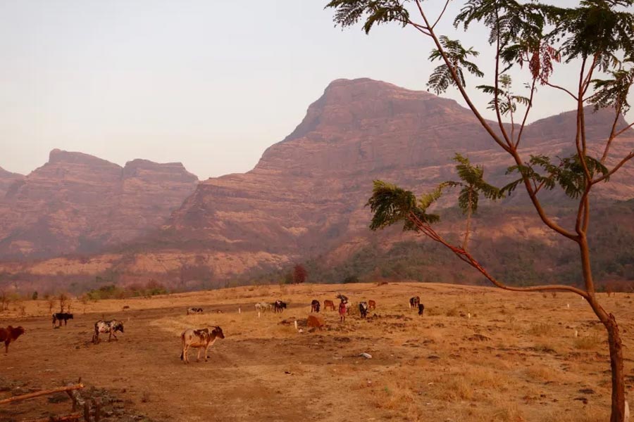 Man who buys Dawood Ibrahim’s properties for year in auction