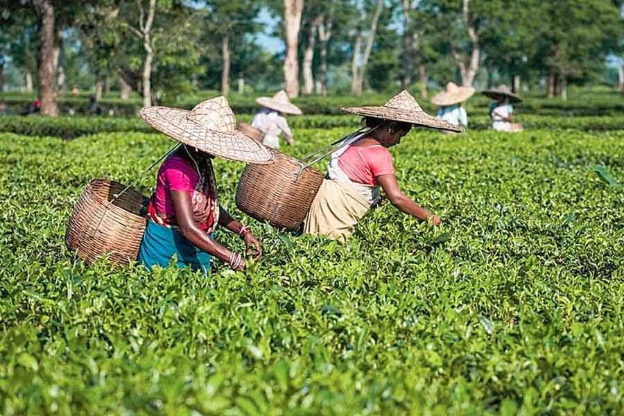 Tea cultivation is being hampered due to damage of tea plantations in this excessive heat in Summer