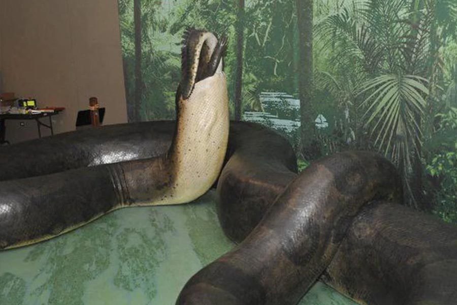 গ্রিন অ্যানাকোন্ডা। ওজন ২৫০ কিলোগ্রামের কাছাকাছি। বর্তমানে বিশ্বের সবচেয়ে ভারী এবং দীর্ঘাকৃতি জীবন্ত সাপের তালিকায় শীর্ষে রয়েছে এটি। এর চেয়ে বেশি ওজনের সাপের দেখা এখনও পর্যন্ত পাননি বিজ্ঞানীরা।