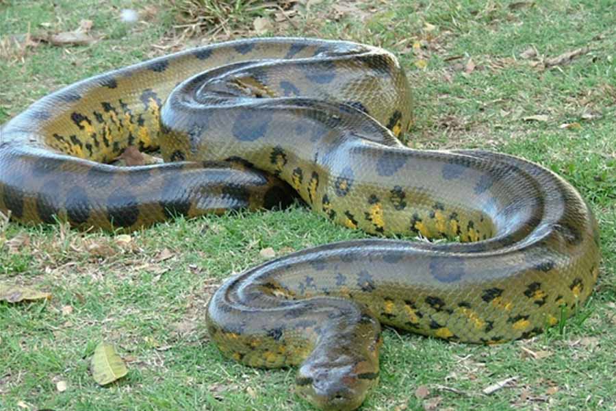 কিন্তু প্রাচীনকালে এমন একটি সাপের অস্তিত্ব ছিল যা গ্রিন অ্যানাকোন্ডার চেয়ে প্রায় সাড়ে চার গুণ ভারী। এমনকি নীল তিমিকেও প্যাঁচে জড়িয়ে মেরে ফেলার ক্ষমতা ছিল সাপটির। এই দীর্ঘাকৃতি সাপটির নাম টাইটানোবোয়া।