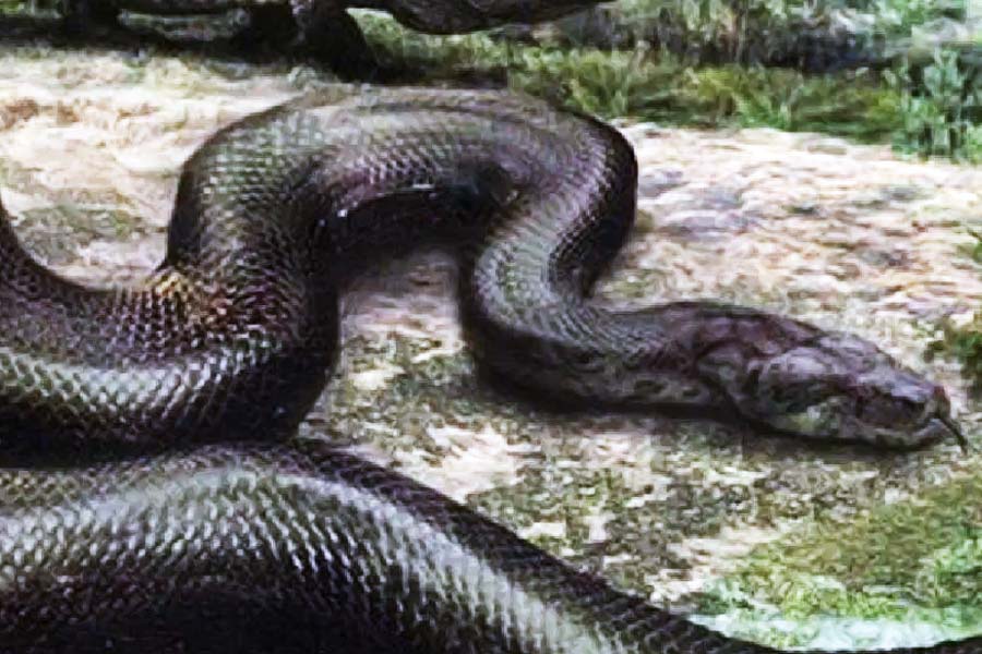 ২০০৯ সালে সেরেজন কয়লাখনিতে খননকার্য চালানো হলে এমন একটি জীবাশ্মের সন্ধান পাওয়া যায় যা দেখে বিস্মিত হয়ে যান বিজ্ঞানীরা। মেরুদণ্ডের আকার দেখে বিজ্ঞানীরা আন্দাজ করেছিলেন যে এই অজানা প্রাণী বিশ্বের সর্ববৃহৎ প্রাণী হিসাবে নজির গড়তে পারে।