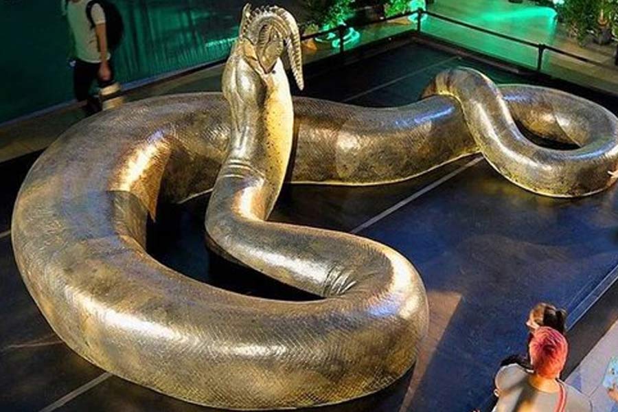 বিজ্ঞানীরা জীবাশ্মের ধরন দেখে জানান যে প্রাণীটি সাপের পূর্বসূরি। অ্যানাকোন্ডার এই মেরুদণ্ডি পূর্বসূরির নাম টাইটানোবোয়া। এর বিজ্ঞানসম্মত নাম টাইটানোবোয়া সেরেজনেনসিস।