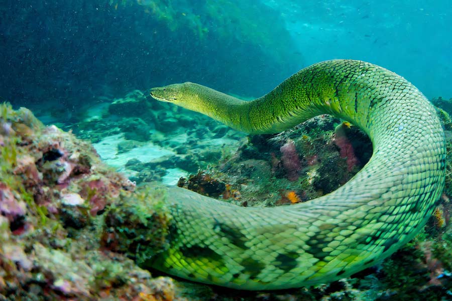 টাইটানোবোয়ার ওজন আনুমানিক ১১৩৫ কিলোগ্রাম বলে জানিয়েছেন বিজ্ঞানীরা। প্রায় চার থেকে ছয় কোটি বছর আগে এই সাপের অস্তিত্ব ছিল।