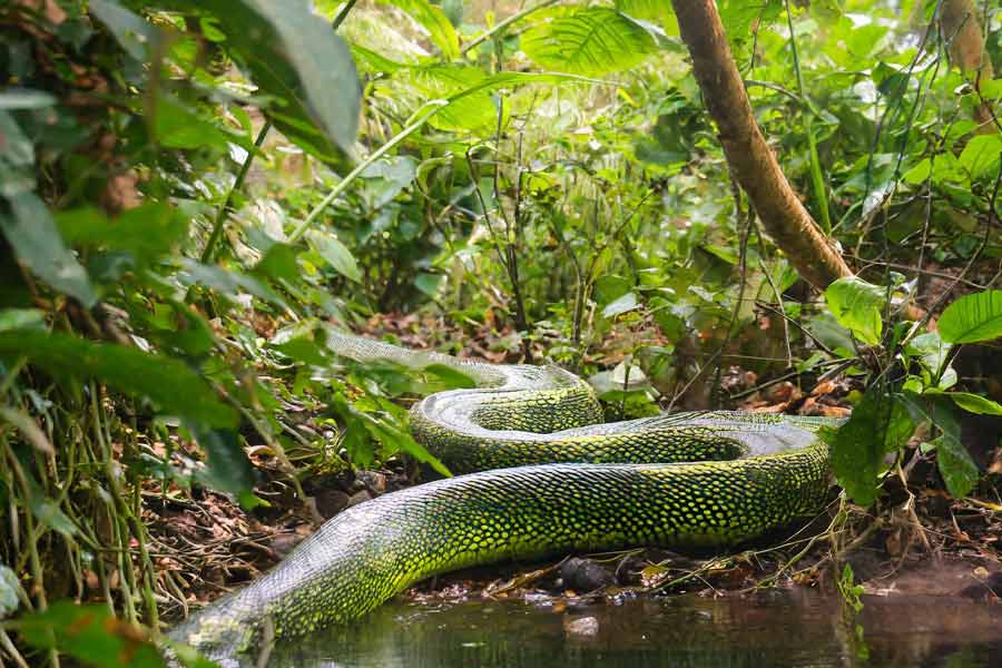 বিজ্ঞানীদের দাবি, নীল তিমিকেও নিজের প্যাঁচে জড়িয়ে শ্বাসরুদ্ধ করে মেরে ফেলার ক্ষমতা ছিল টাইটানোবোয়ার।