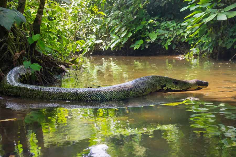 কিন্তু চার থেকে ছয় কোটি বছর আগে জলের তলায় এই বৃহদাকারের সাপের জন্মই বা হল কী করে? বিজ্ঞানীরা জানান, একাধিক কারণের পাশাপাশি যে এলাকায় তাপমাত্রা যত বেশি সে এলাকায় সাপের দৈর্ঘ্য তত দ্রুত হারে বৃদ্ধি পেতে পারে।