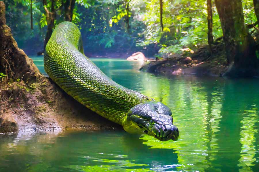 বিজ্ঞানীদের দাবি, কোটি কোটি বছর আগে টাইটানোবোয়া যে পরিবেশে ছিল সে সময় তাপমাত্রা ৩০ ডিগ্রি সেলসিয়াসের কাছাকাছি থাকত। তাই এই সাপের শরীরী গঠন এত বিশাল।