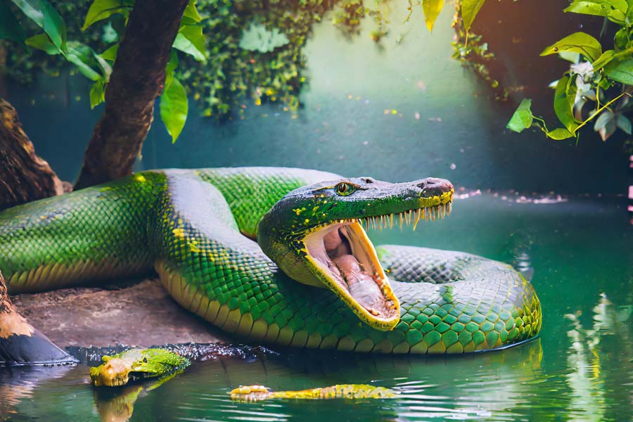 টাইটানোবোয়ার আগে জীবাশ্ম পর্যবেক্ষণ করে যে বৃহদাকার সাপের খোঁজ পাওয়া গিয়েছিল তার নাম জাইগানটোফিস গার্সটিনি।