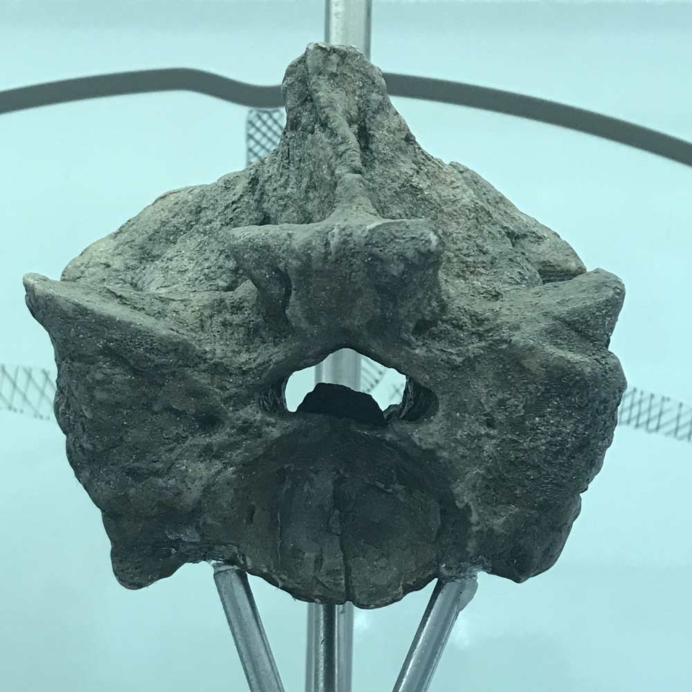 বিজ্ঞানীরা জানান, আজ থেকে প্রায় চার কোটি বছর আগে উত্তর আফ্রিকায় জাইগানটোফিস গার্সটিনি সাপের অস্তিত্ব ছিল। এই সাপের দৈর্ঘ্য ছিল ৭ মিটার।