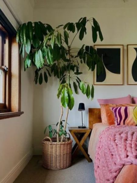 Keep these five indoor plants in your bedroom to keep your room healthy and it also improves sleeping dgtl