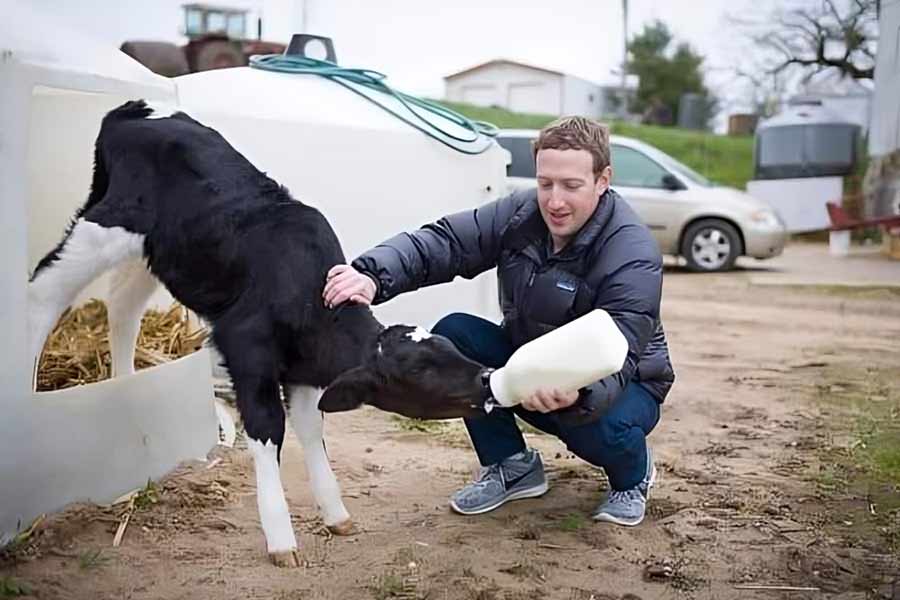 Meta CEO Mark Zuckerberg feeding cows dry fruits and beer to create some high quality beef in the world.