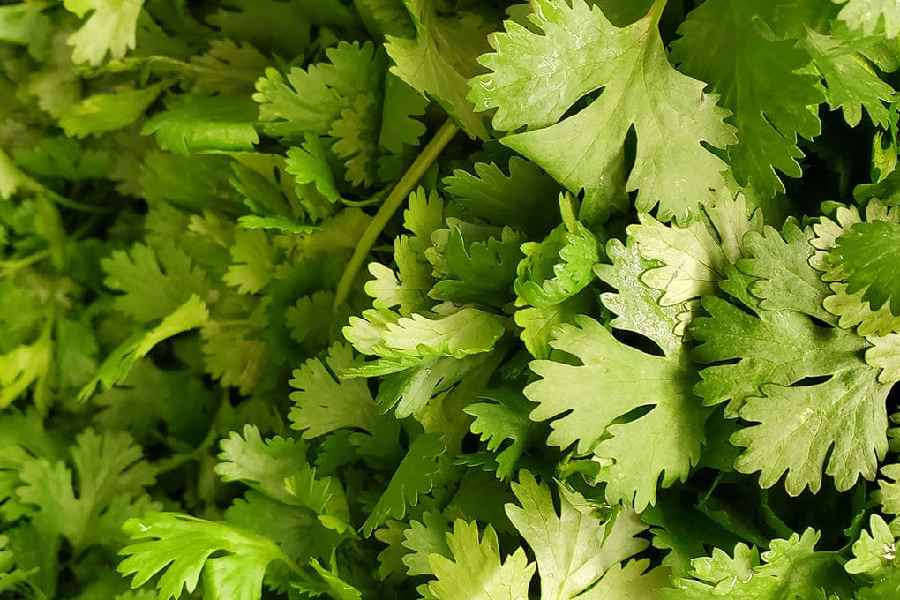 Seven health benefits of Coriander leaf or Dhaniya.