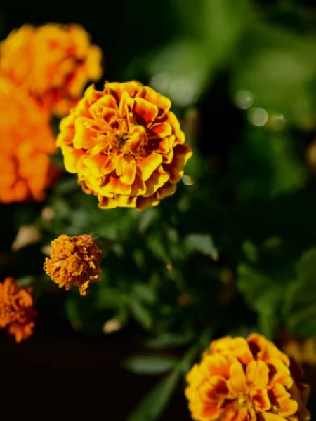 Your favorite flower will reveal your personality dgtl