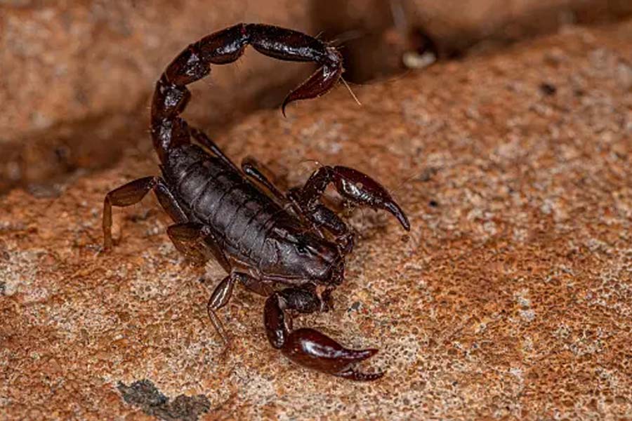 বিজ্ঞানীদের মতে, আজ থেকে ৩০ কোটি বছর আগে বিশ্বের সবচেয়ে বড় কাঁকড়াবিছের অস্তিত্ব ছিল যার নাম ছিল লাং স্করপিয়ন।