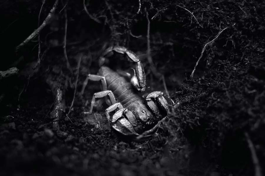 লাং স্করপিয়নের বিজ্ঞানসম্মত নাম পালমোনোস্করপিয়াস। ৩০ কোটি বছর আগে কার্বনিফেরাস যুগে অস্তিত্ব ছিল এই কাঁকড়াবিছের।