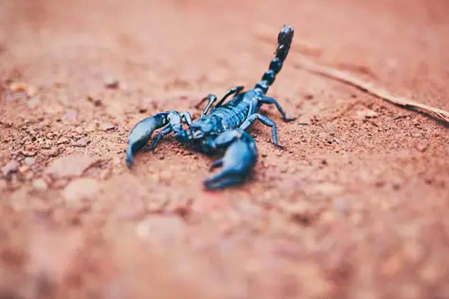 লাং স্করপিয়নের গায়ের রং ছিল কালচে বাদামি বর্ণের। তার উপর লালচে কমলা রঙের সমান্তরাল দাগ ছিল।