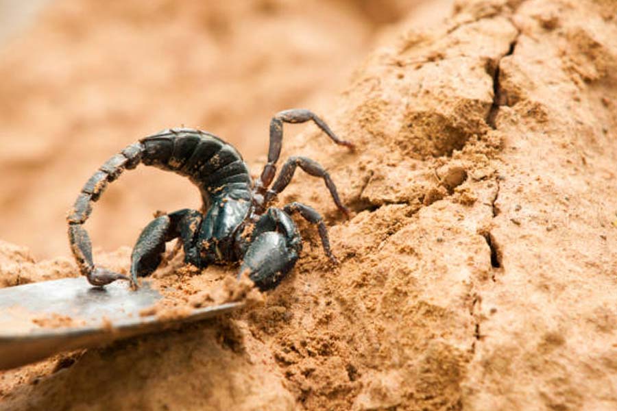 বিজ্ঞানীদের দাবি, লাং স্করপিয়নের গায়ে যে লালচে কমলা রঙের দাগ ছিল তার উপর অতিবেগুনি রশ্মি ফেললে জ্বলজ্বল করে উঠত।