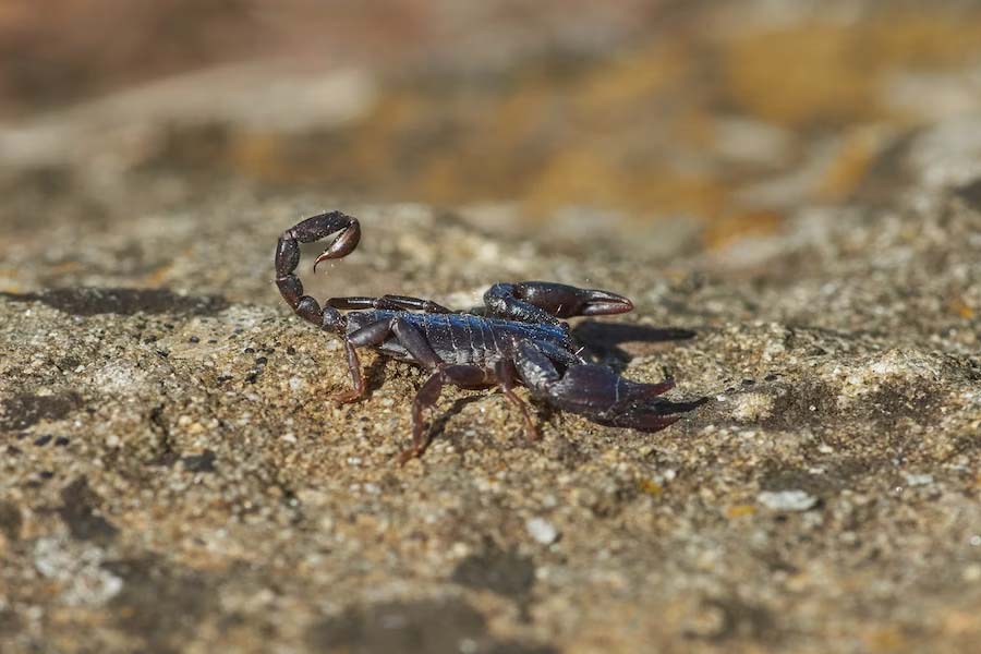 সাধারণত কাঁকড়াবিছে চার জোড়া বুক লাংয়ের মাধ্যমে শ্বাসক্রিয়া চালায়। এখন কাঁকড়াবিছে যে পরিমাণ অক্সিজেন গ্রহণ করে, লাং স্করপিয়ন সে তুলনায় ৬০ শতাংশ বেশি অক্সিজেন গ্রহণ করত। সে কারণে তাদের দেহাকৃতিও হত বিশাল।