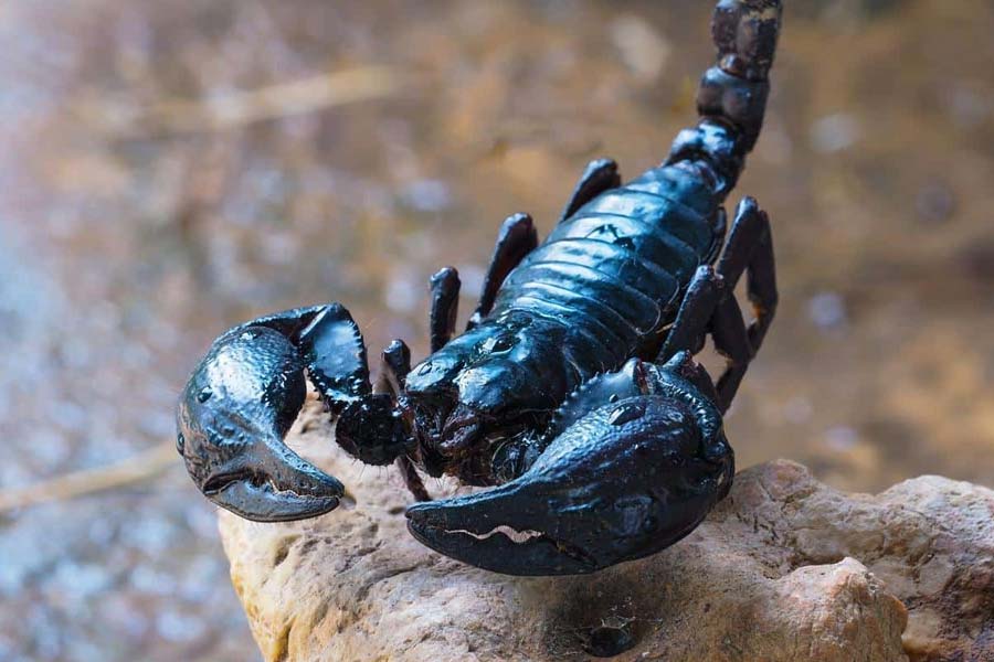 বিশালাকৃতি লাং স্করপিয়নের বিষ কতটা ভয়াবহ এবং তা মানুষের মৃত্যুর কারণ কি না তা নিয়ে কী জানিয়েছেন বিজ্ঞানীরা?