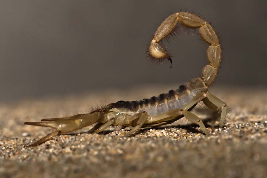 বিজ্ঞানীদের দাবি, ৩০ কোটি বছর আগে লাং স্করপিয়নের বিষ বর্তমানে মানুষের শরীরে প্রভাব ফেলে না।