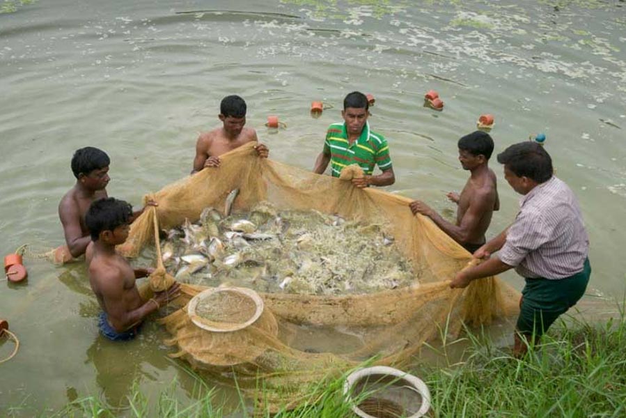 An image of Fish Farming