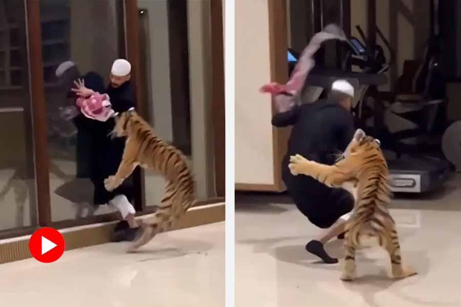 Pet tiger chases man in Dubai home, internet reacts