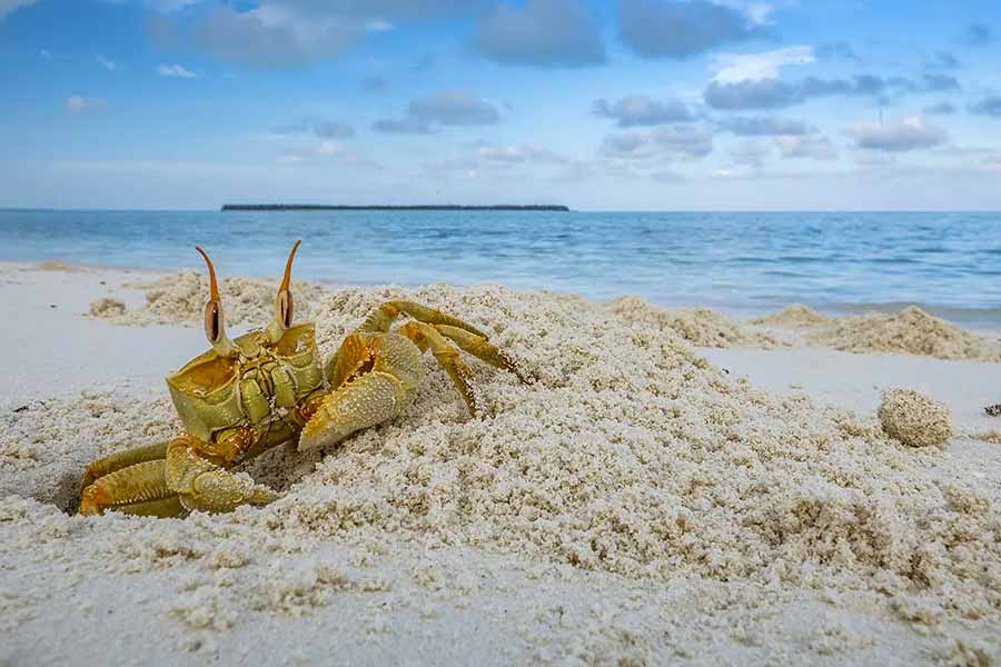  ঝিকিমিকি লেগুন, সাদা বালির নির্জন সৈকত এবং প্রচুর প্রবাল— লক্ষদ্বীপ এবং মলদ্বীপের মধ্যে মিল প্রচুর। লক্ষদ্বীপের পুরনো সৈকতগুলি সাদা বালি এবং স্ফটিকের মতো স্বচ্ছ জলের জন্য বিখ্যাত।