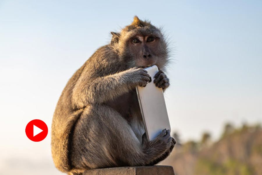 Monkey Steals iPhone from a man at Vrindavan Temple, Returns in exchange of frooti.