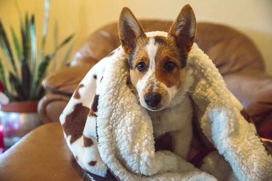 How to keep your pet’s skin healthy during winter.