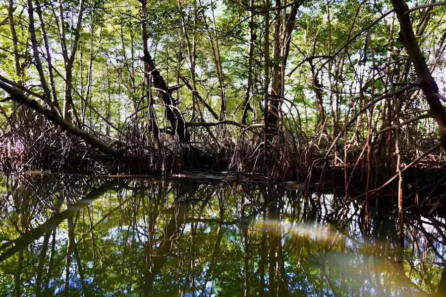 কোটি কোটি বছর আগে আচমকাই উধাও হয়ে গিয়েছিল গোটা জঙ্গল। বিজ্ঞানীরা বলছেন, ২ কোটি ২০ লক্ষ বছর আগে সেই ঘটনা হয়েছিল। আগ্নেয়গিরি থেকে অগ্ন্যুৎপাতের কারণেই তা ঘটেছিল। আবার হদিস মিলল সেই বনভূমির।