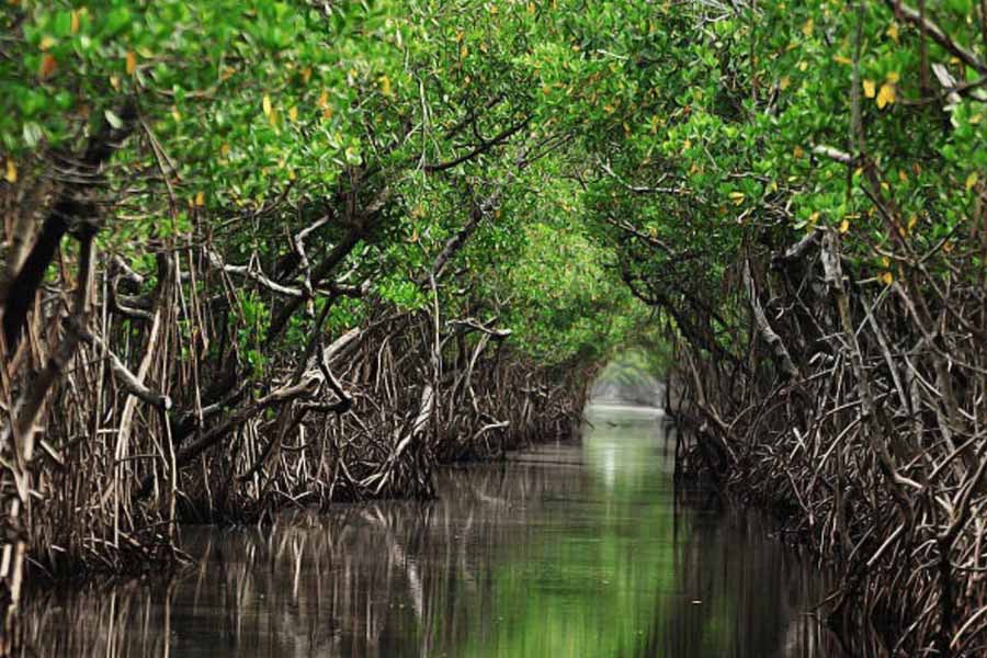 পানামা খাল অঞ্চল থেকে আবিষ্কার করা হয়েছে সেই বনভূমির একাংশ। স্মিথসোনিয়ান ট্রপিক্যাল রিসার্চ ইনস্টিটিউটের গবেষক দল সেই বনভূমির হদিস পেয়েছে বারো কলোরাডো দ্বীপে। দলটি গবেষণা করে দেখেছে, সেখানে যে জীবাশ্ম মিলেছে, তার অস্তিত্ব আজকের পৃথিবীতে আর নেই।