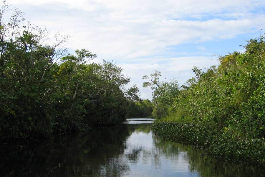 বারো কলোরাডো দ্বীপে সেই ম্যানগ্রোভ অরণ্যের যখন প্রথম দেখা পান বিজ্ঞানীরা, তখন বেশ চমকেই গিয়েছিলেন। বর্তমানের সঙ্গে কোনও মিল নেই। তাঁদের মনে হয়েছিল, যেন অতীতে চলে গিয়েছেন তাঁরা।