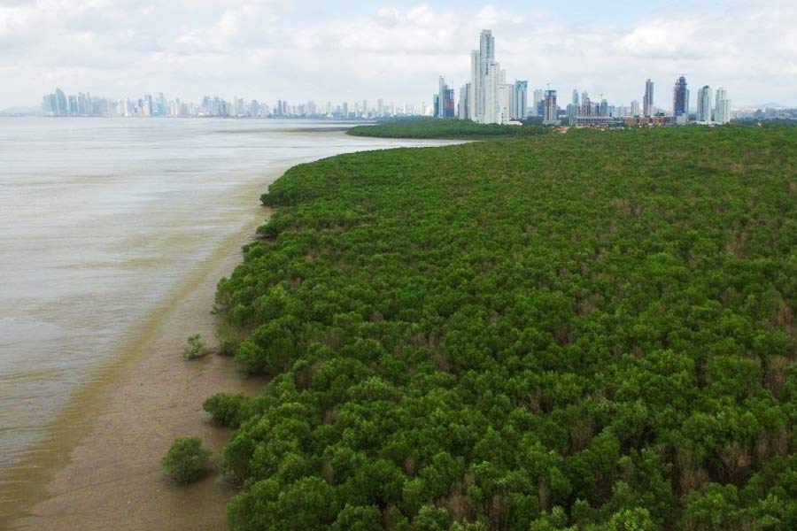 জঙ্গলের ভূপ্রকৃতি বিজ্ঞানীদের নিয়ে গিয়েছিল ২ কোটি ৩০ লক্ষ বছর আগে। সে সময় দক্ষিণ আমেরিকা এবং ক্যারিবিয়ান পাত পরস্পরের সঙ্গে ধাক্কা খেয়েছিল। তারই ফল বর্তমানের পানামা এবং মধ্য আমেরিকার ভূমিরূপ।