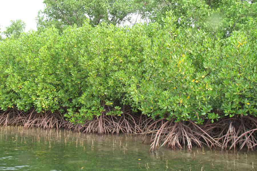 দুই পাতের ধাক্কার কারণে ভূমিরূপে বড়সড় পরিবর্তন এসেছিল। ছোট টিলাগুলো পরিণত হয়েছিল পাহাড়ে। আড়েবহরে বৃদ্ধি পেয়েছিল দ্বীপও।