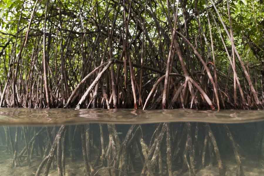 এখন পানামার সেই জঙ্গলে রয়েছে দৈত্যাকৃতি গাছ। এক-একটির দৈর্ঘ্য ১৩০ ফুট। গভীর এই অরণ্যের মাটি নিয়ে পরীক্ষা করেছেন বিজ্ঞানীরা।