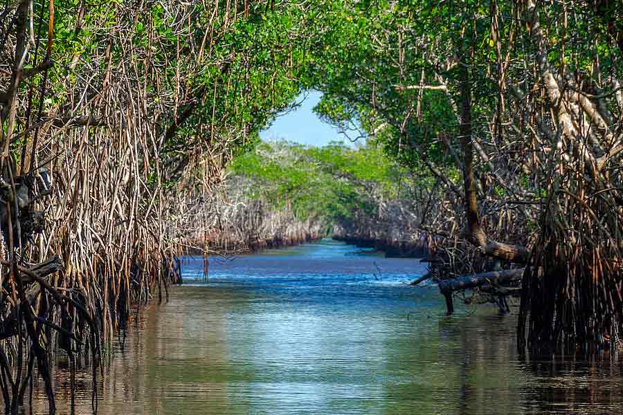 মাটি পরীক্ষা করে বিজ্ঞানীরা দেখেন, এককালে এই জঙ্গলেই ছিল ম্যানগ্রোভ জাতীয় অরণ্য। অতীতে এখানে মিষ্টি জল এবং নোনা জলের সংমিশ্রণ ঘটেছিল। সে কারণেই জীবজগতে অদ্ভুত বৈচিত্র লক্ষ করেন বিজ্ঞানীরা।