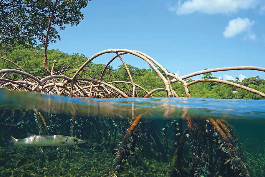 বাতাসে কার্বন-ডাই-অক্সাইডের পরিমাণ বাড়তে থাকে। বিজ্ঞানীদের একাংশ মনে করছেন, ম্যানগ্রোভ গাছ মরে গিয়ে বা পচে গিয়ে এমন হতে পারে। তবে আসল কারণ এখনও স্পষ্ট নয়।