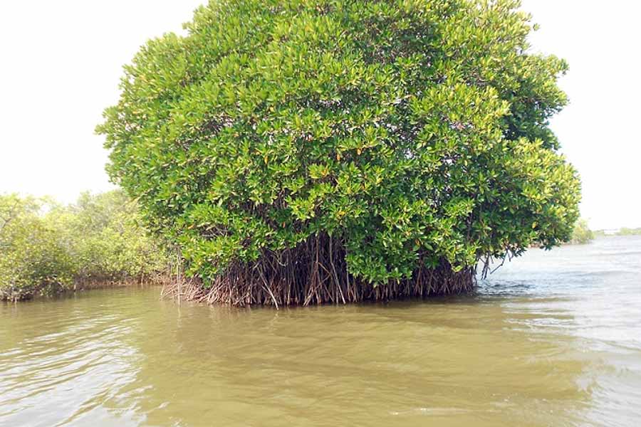 বিজ্ঞানীরা মনে করছেন, আরও বেশি করে অক্সিজেন পেতেই উদ্ভিদগুলি ক্রমে দীর্ঘ হয়েছে। সেই দীর্ঘ গাছই এখন দেখা যায় কলোরাডোর ওই দ্বীপে।