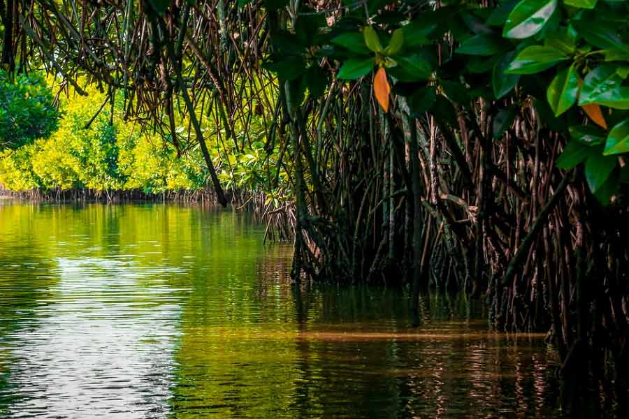 কলোরাডো দ্বীপের ওই অংশ থেকে অন্য কোনও শ্রেণির উদ্ভিদের জীবাশ্ম মেলেনি। মনে করা হচ্ছে, ওই অংশে কোটি কোটি বছর আগে রাজত্ব ছিল ম্যানগ্রোভ উদ্ভিদের।
