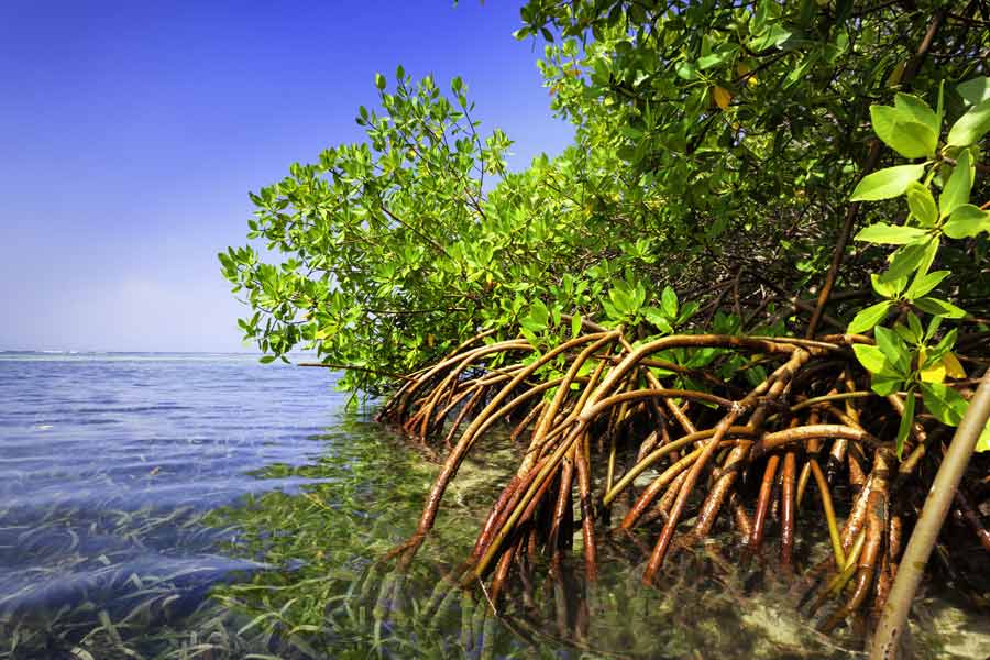 জীবাশ্ম দেখে বিজ্ঞানীরা আরও মনে করছেন, অগ্ন্যুৎপাতের কারণেই ওই ম্যানগ্রোভ অরণ্যের মৃত্যু হয়েছিল। আগ্নেয়গিরি থেকে নেমে এসেছিল ফুটন্ত লাভা। তাতেই চাপা পড়েছিল গাছের সারি।