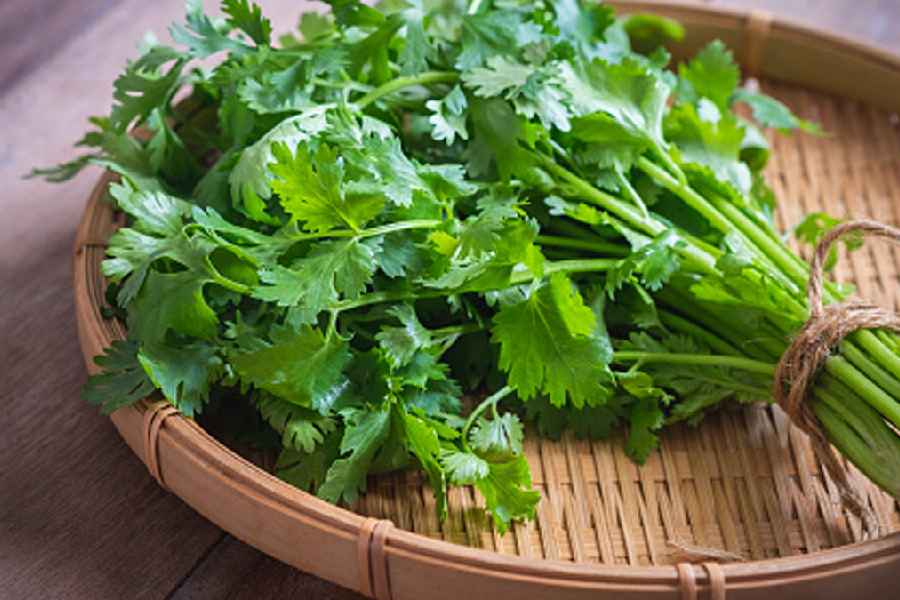 Image of Coriander Leaves.