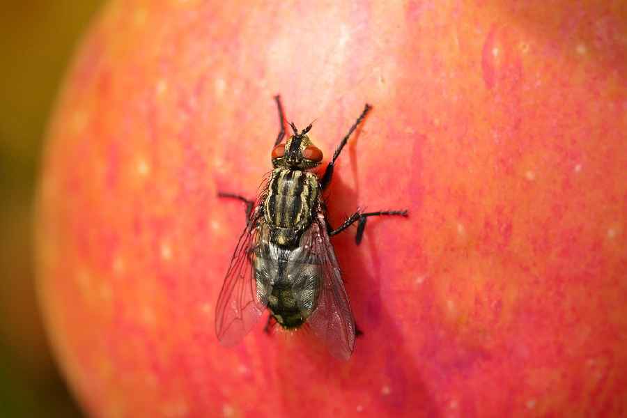 How to get rid of houseflies at home naturally.