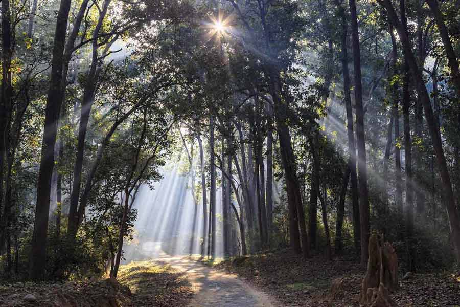 আবার কোনও কোনও গাছে নাকি কালো রঙের অদ্ভুত দাগও লক্ষ করা যায়। স্থানীয়দের একাংশের দাবি, যুগলের আত্মার উপস্থিতির প্রভাবেই গাছে এই ধরনের দাগের উৎপত্তি হয়েছে।