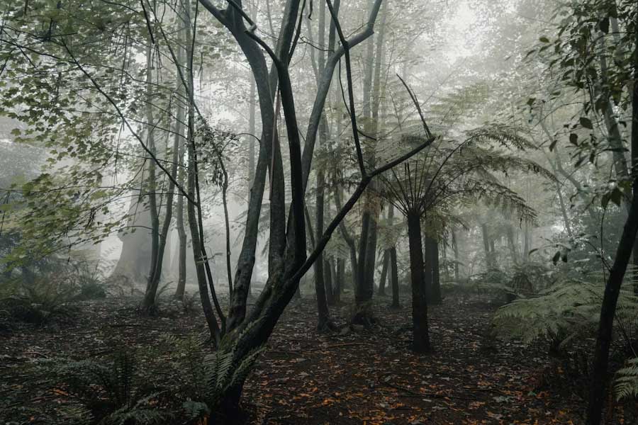 গাছের ছবিটি সমাজমাধ্যমে পোস্ট করেন শেন এবং অ্যাডা। তার পরেই সমাজমাধ্যমে ঝড় বয়ে যায়। অনেকেই ভয় পেয়ে যান আবার অনেকে বিষয়টি নিয়ে মজা করতে শুরু করেন।