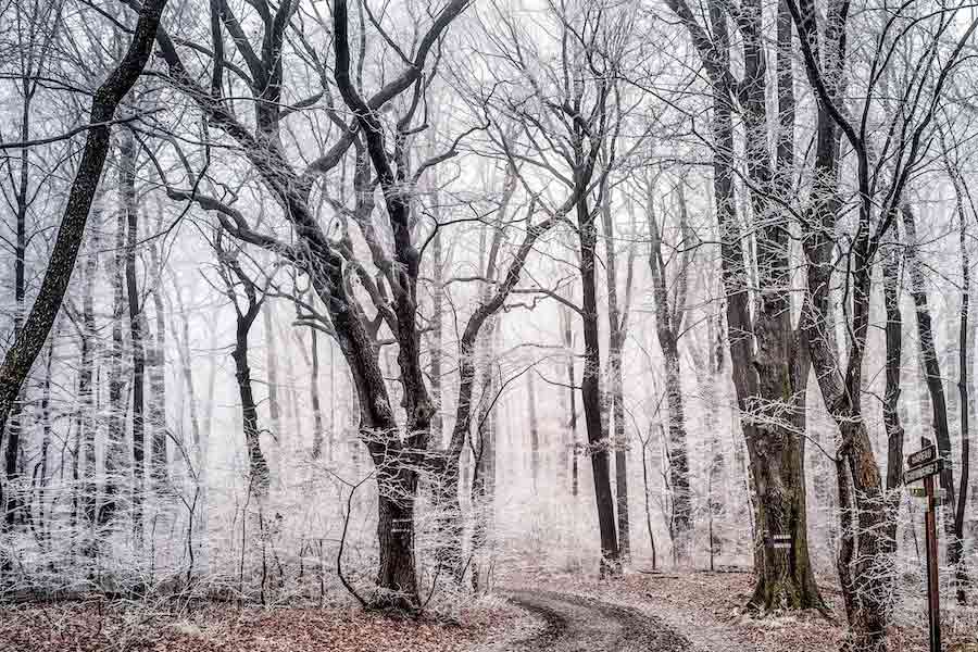 কোলিন একটি প্রতিযোগিতার আয়োজনের সিদ্ধান্ত নেন। কোলিন এক পুরনো সাক্ষাৎকারে বলেছিলেন, ‘‘এই ধরনের গাছ যে জঙ্গলের ভিতর ছিল তা আমিও জানতাম না। হাইকিংয়ের প্রতি সকলের আগ্রহ বৃদ্ধি করতে প্রতিযোগিতার আয়োজন করার প্রয়োজন বলে মনে করেছিলাম।’’